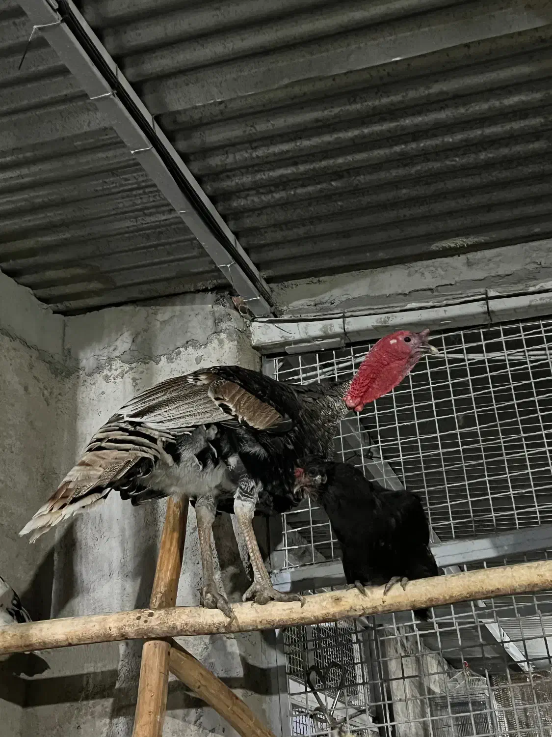 بوقلمون نر درجه یک درشت|حیوانات مزرعه|گرگان, |دیوار