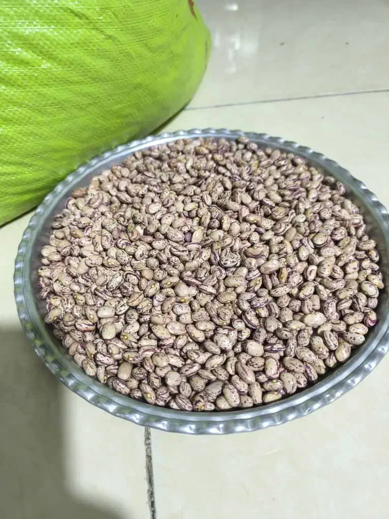 لوبیا چیتی|خوردنی و آشامیدنی|فولادشهر, B4|دیوار