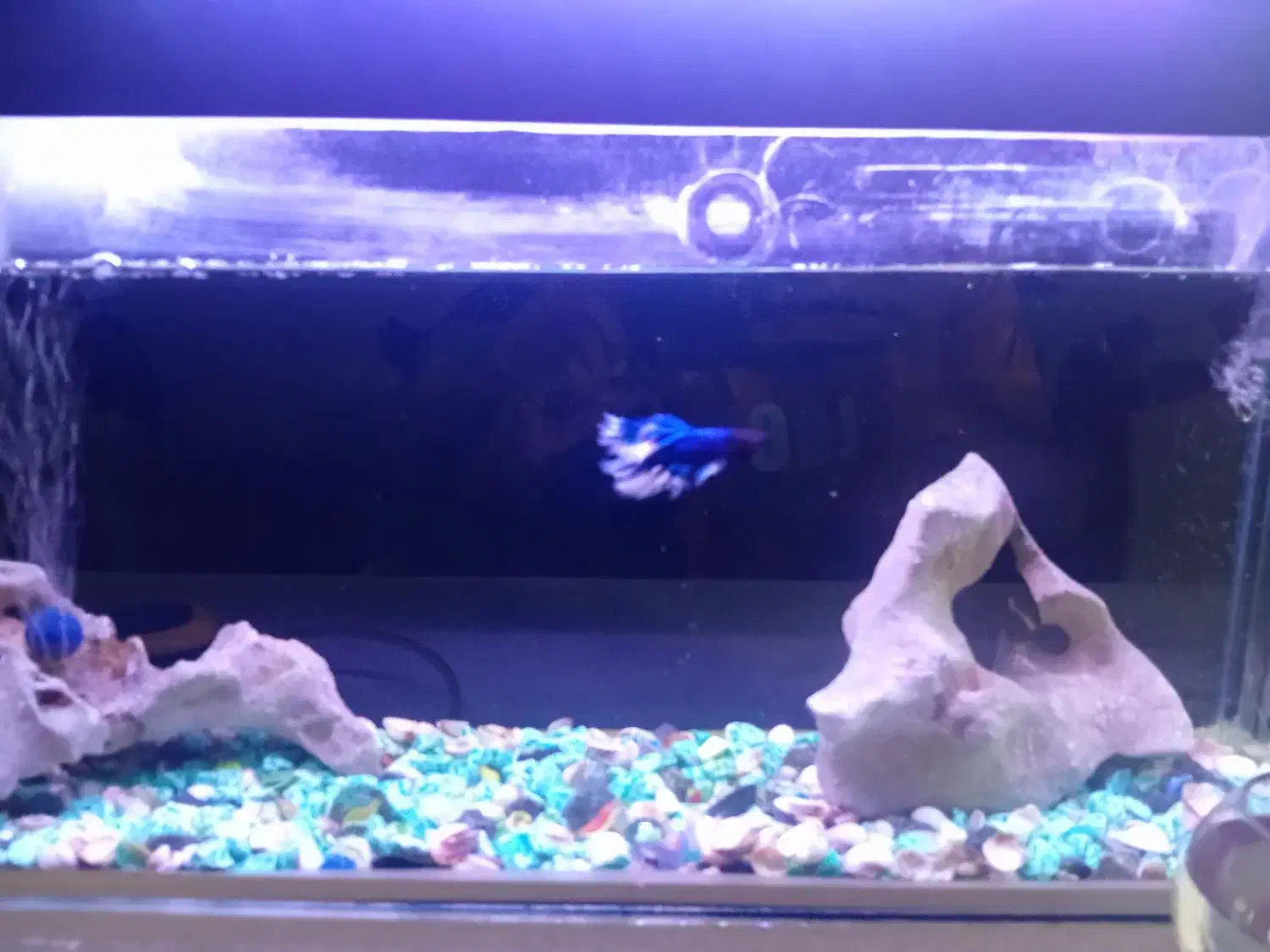 ماهی فایتر کلکسیونی|ماهی|تهران, شهرک ولیعصر شمالی|دیوار