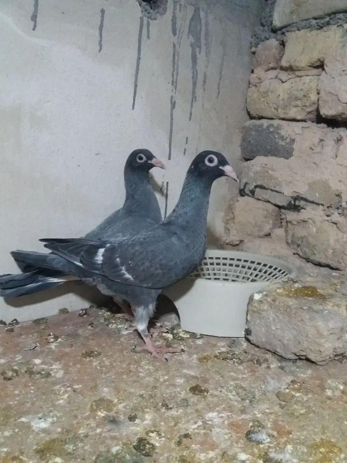 جوجه موشی گرگاتی|پرنده|مشهد, کارمندان دوم|دیوار