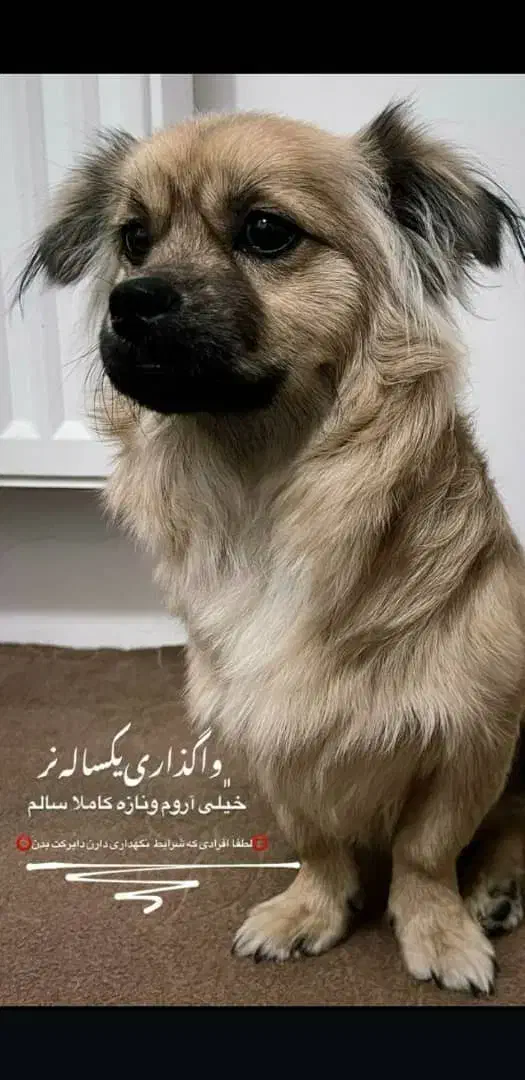 سگ قبول میکنم|سگ|اصفهان, پروین|دیوار