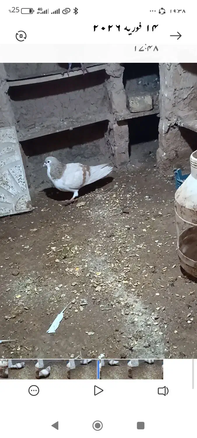 کفتر|پرنده|اسفراین, |دیوار