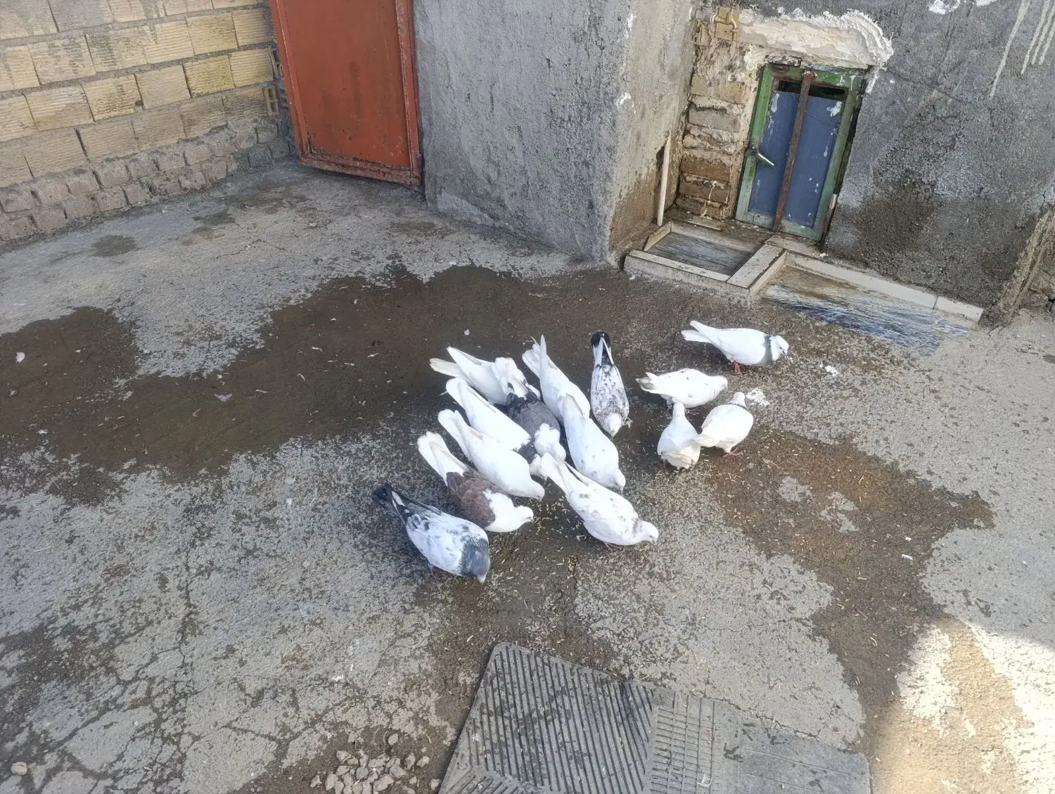 کبوتر|پرنده|سیلاخور, |دیوار