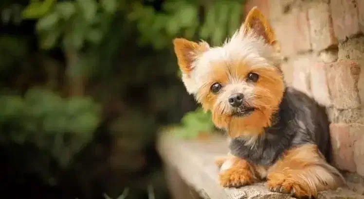 سگ گمشده|حیوانات|شیروان (خراسان), |دیوار