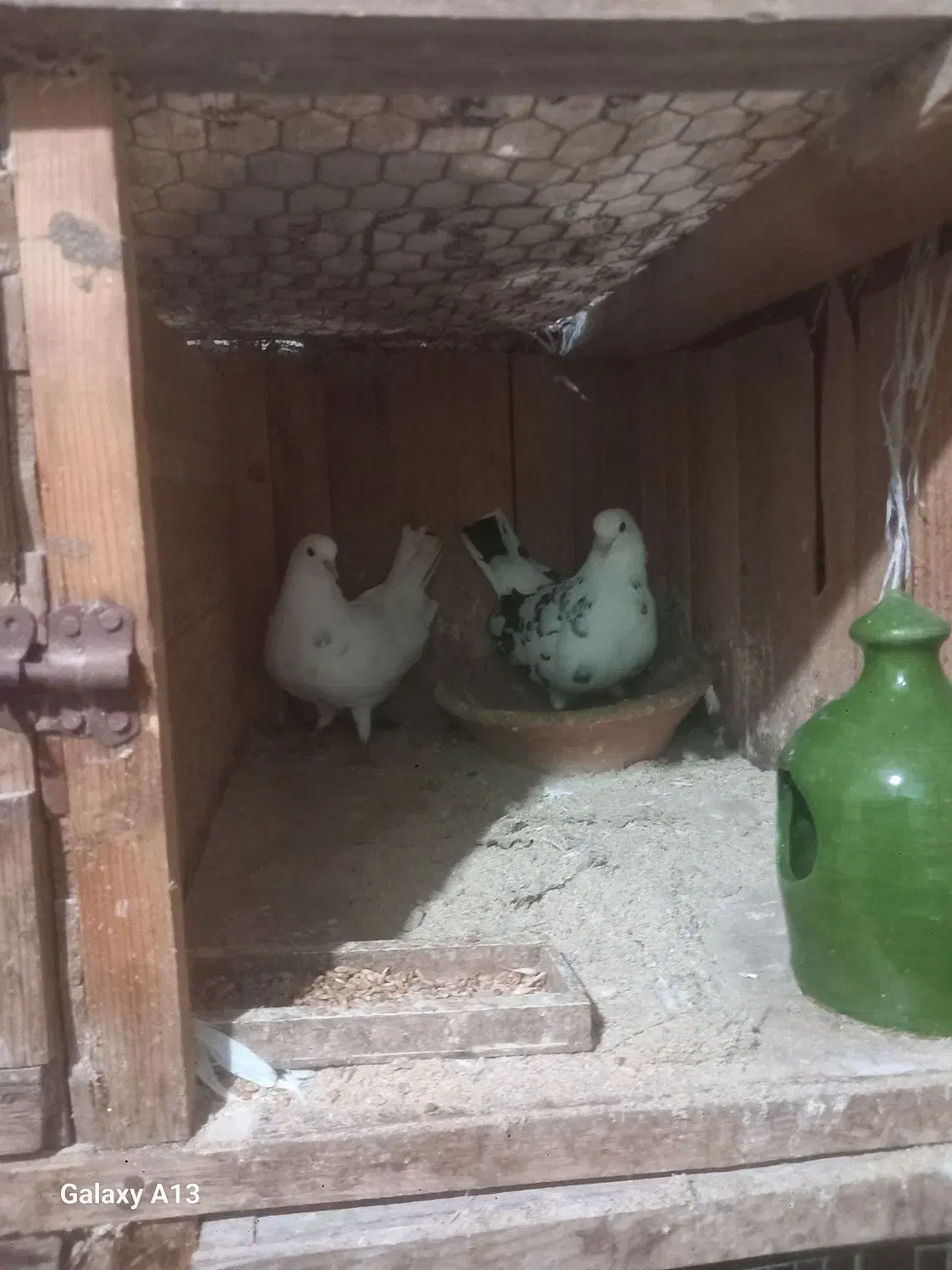 کبوتر جفتی|پرنده|سنگر, |دیوار