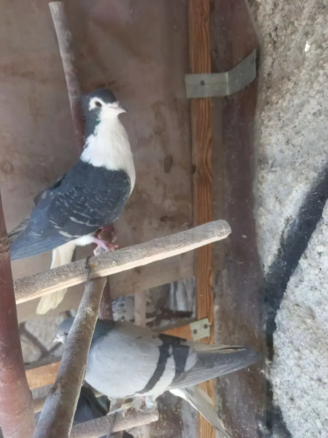 تعدادی دمگیر درجه یک|پرنده|اصفهان, پوریای ولی|دیوار