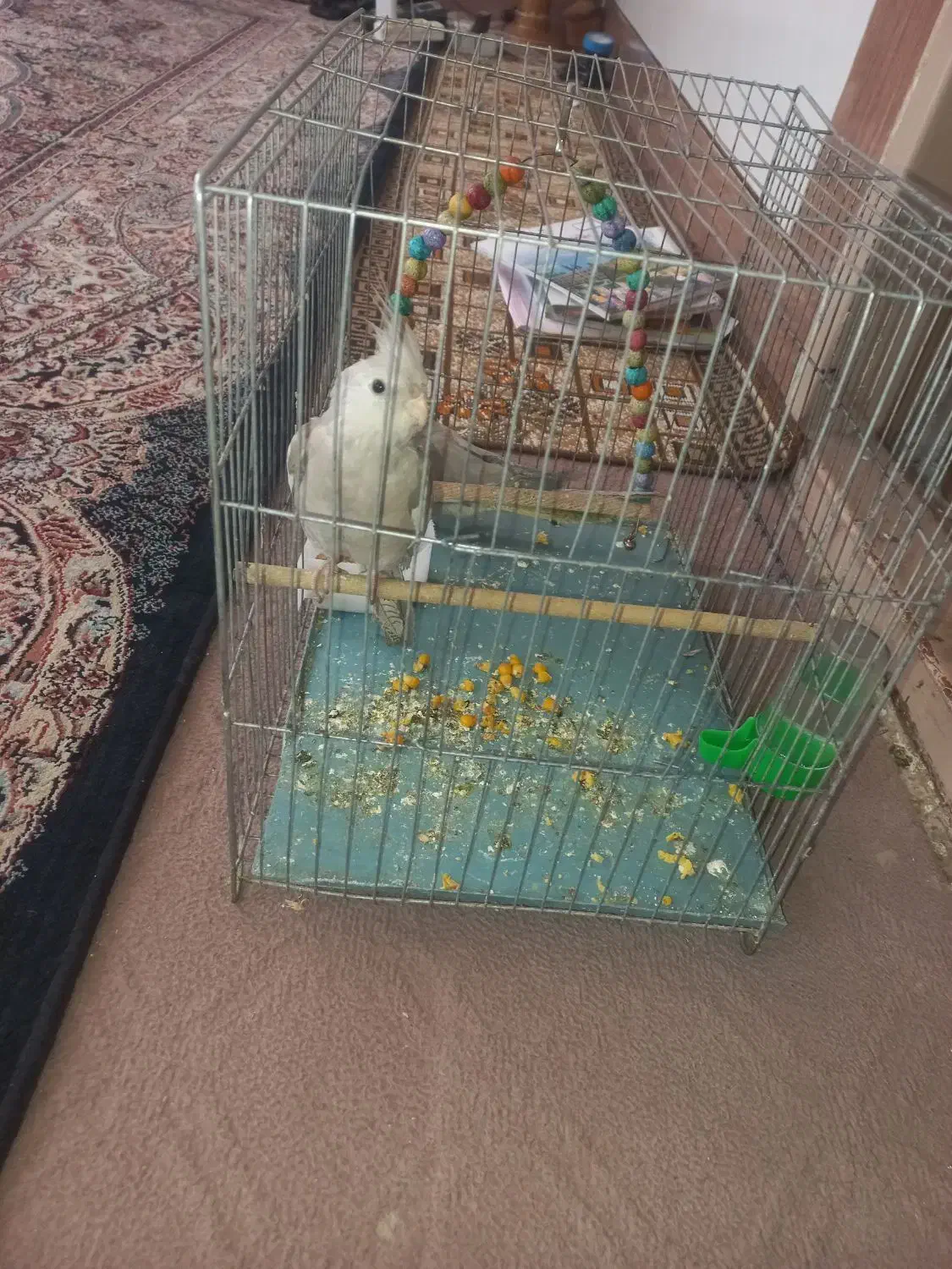 یه جفت جوجه عروس هلندی دوماهه|پرنده|پیر بکران, |دیوار