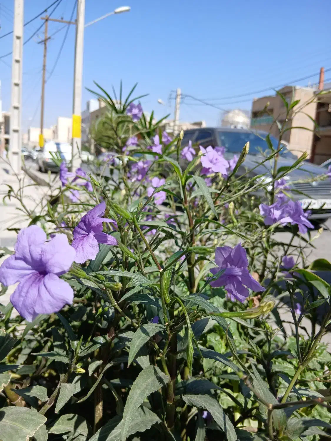علف زنی ، سم پاشی ، برش درخت،پاکنی ،کود دهی|خدمات باغبانی و درختکاری|کازرون, |دیوار