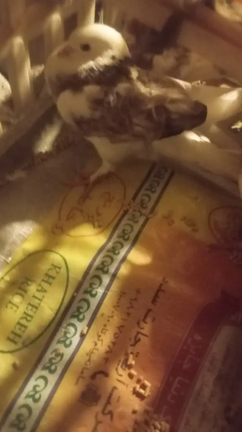 جراحی|پرنده|چمران, |دیوار