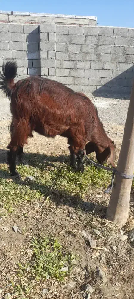 کهره ماده|حیوانات مزرعه|کهنوج, |دیوار