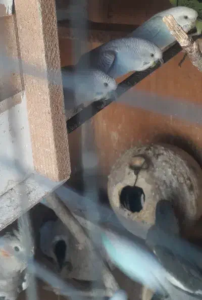 مرغ عشق فروشی|پرنده|بندرعباس, |دیوار