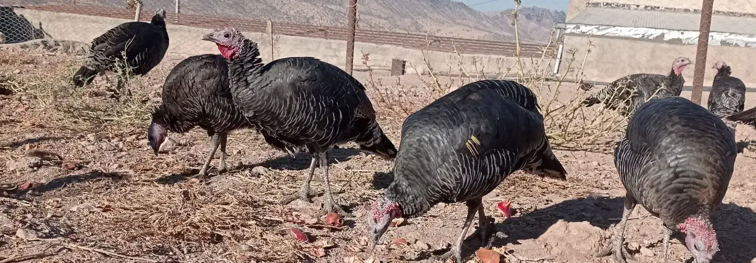 بوقلمون|حیوانات مزرعه|کوهدشت, |دیوار