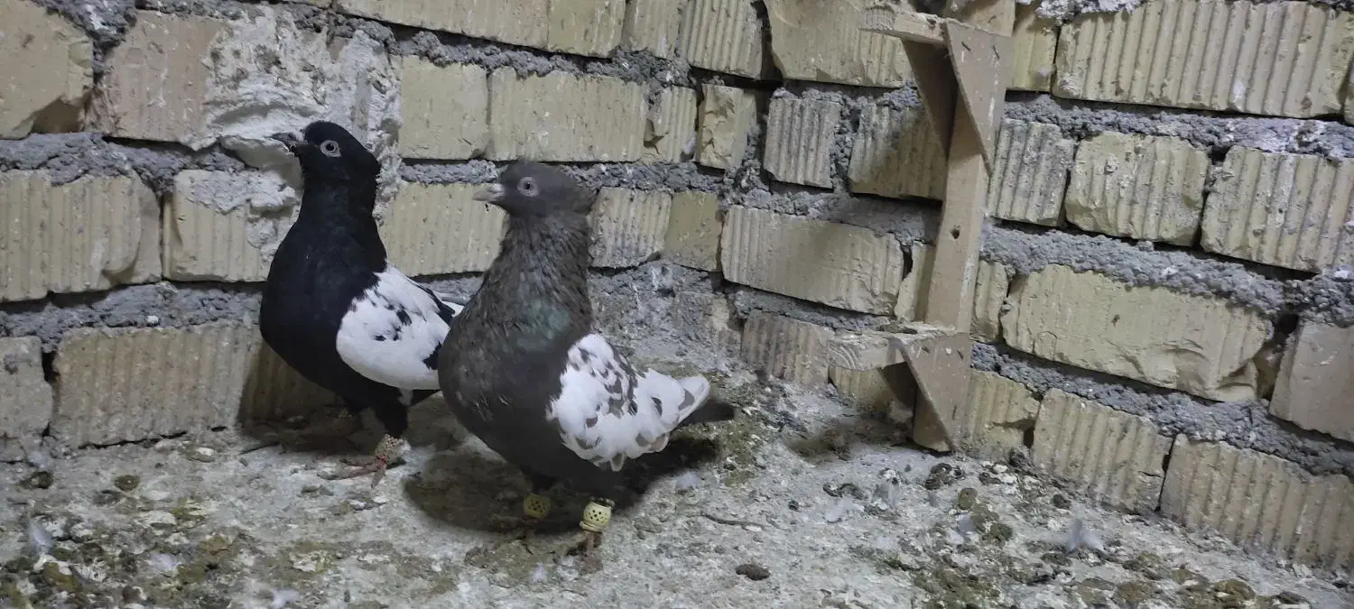 کبوتر|پرنده|مرودشت, دولت آباد|دیوار