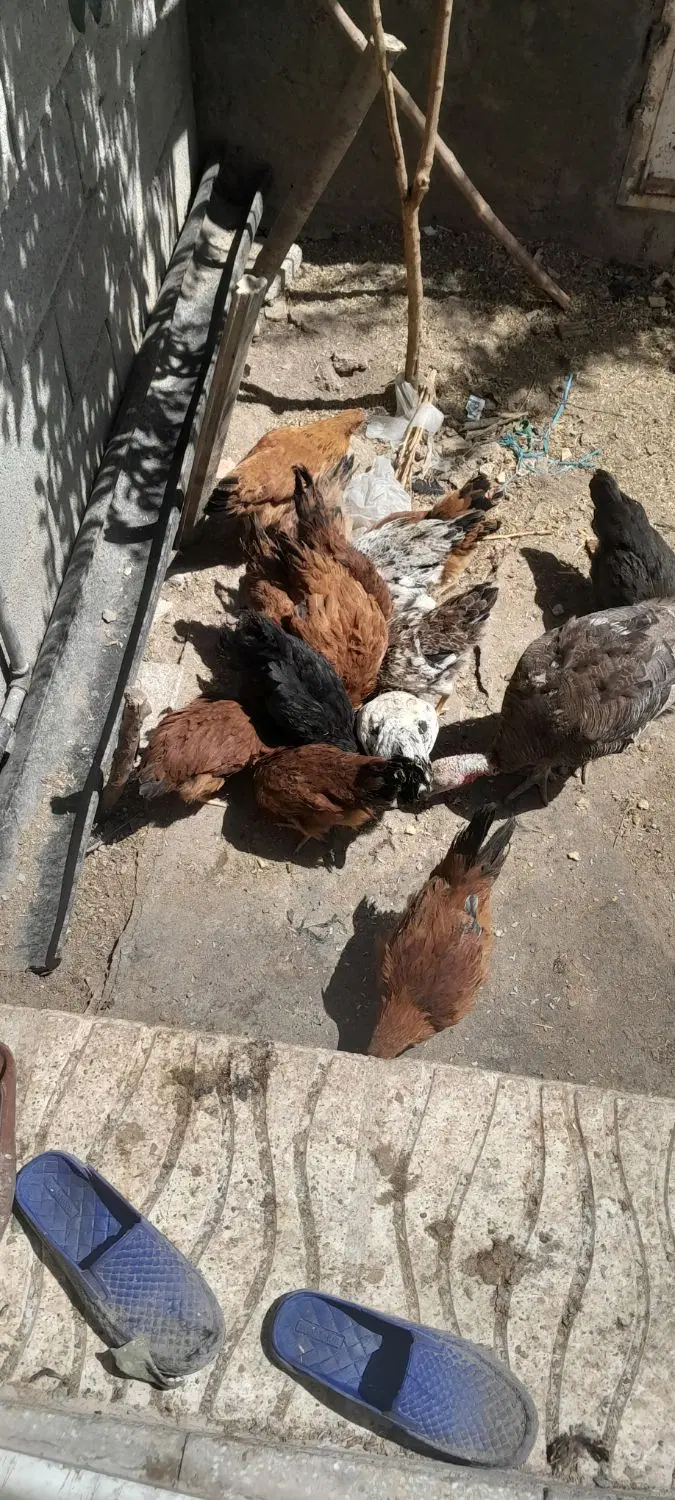 جوجه|حیوانات مزرعه|دورود, |دیوار