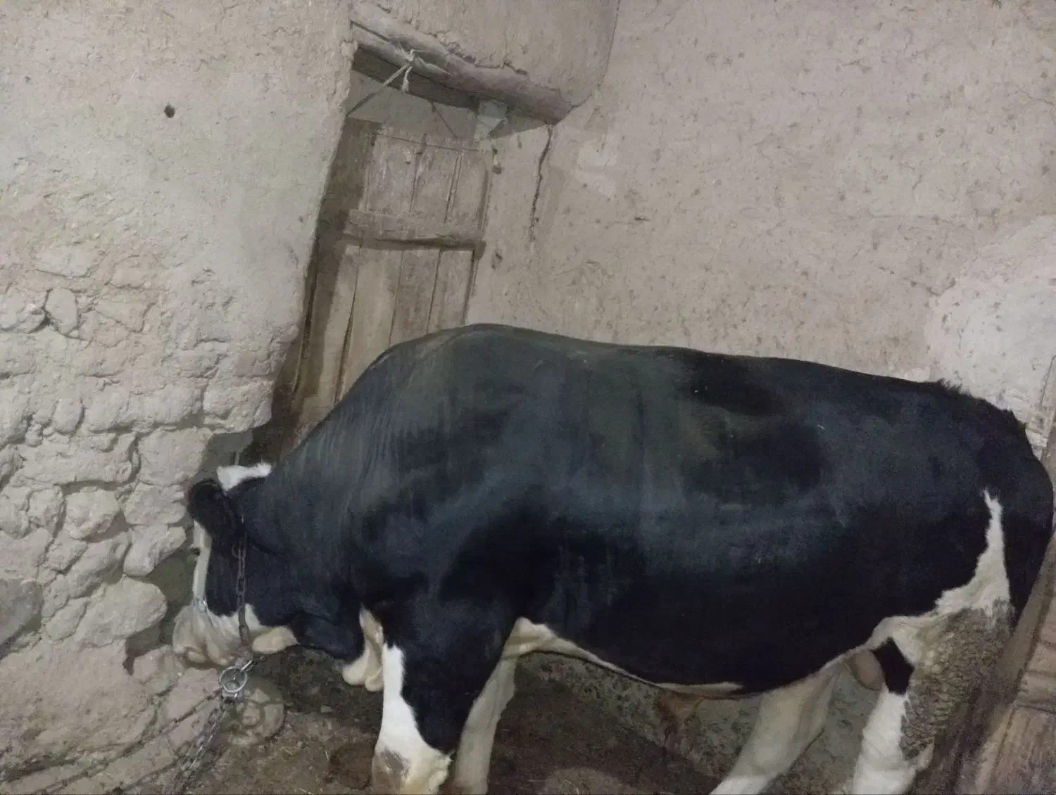 گاو نر قصابی|حیوانات مزرعه|دیواندره, |دیوار