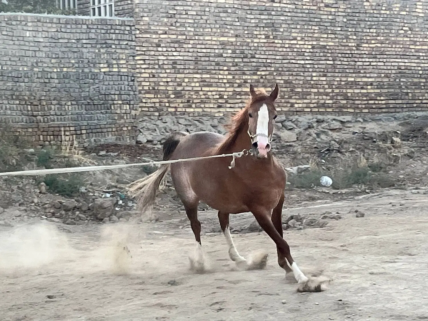 اسب|اسب و تجهیزات اسب‌سواری|اراک, |دیوار