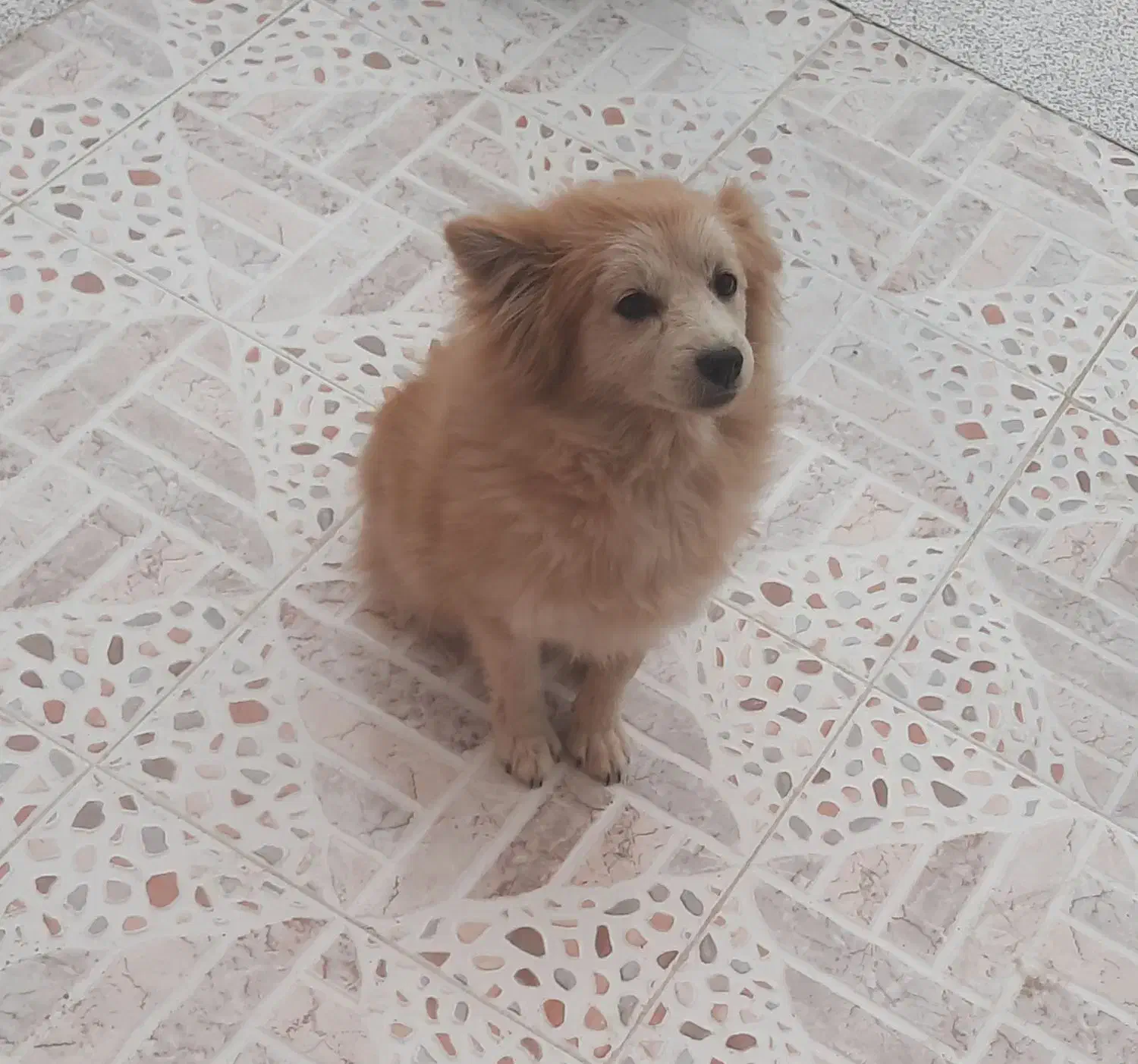 اشپیتز|سگ|ابریشم, |دیوار