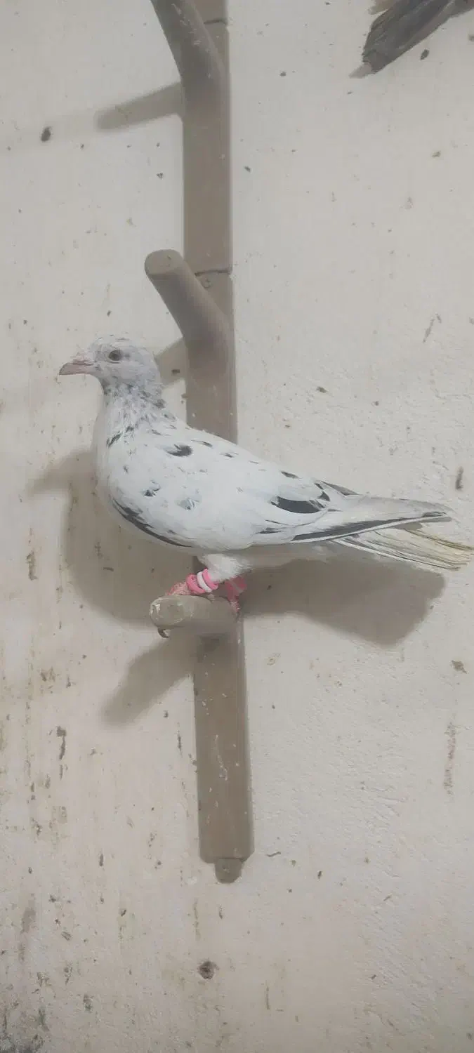 هفترنگ|پرنده|گنبد کاووس, |دیوار