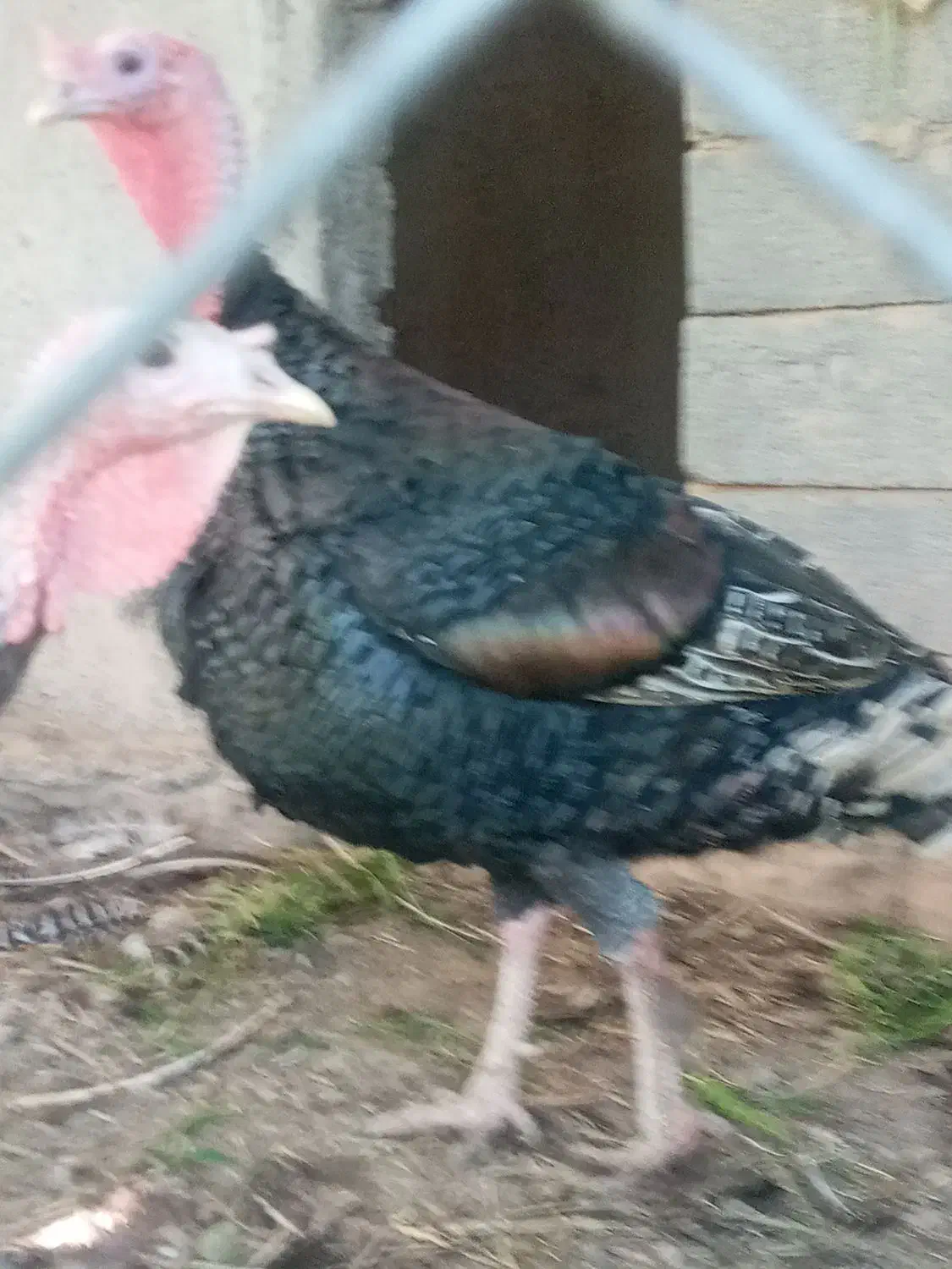 بوقلمون، مرغ، قو غاز ،مرغ شاخدار|حیوانات مزرعه|پیشوا, |دیوار