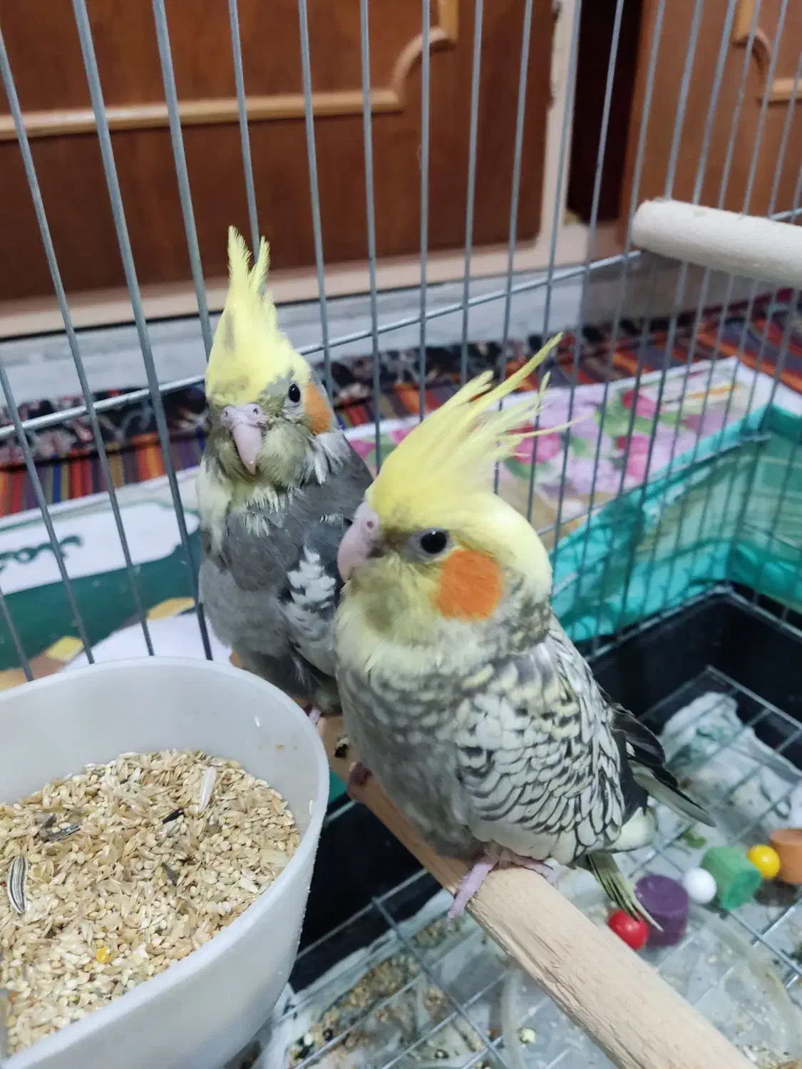 عروس هلندی یک ماهه قابلیت تعلیم و تربیت|پرنده|گلستان (تهران), |دیوار