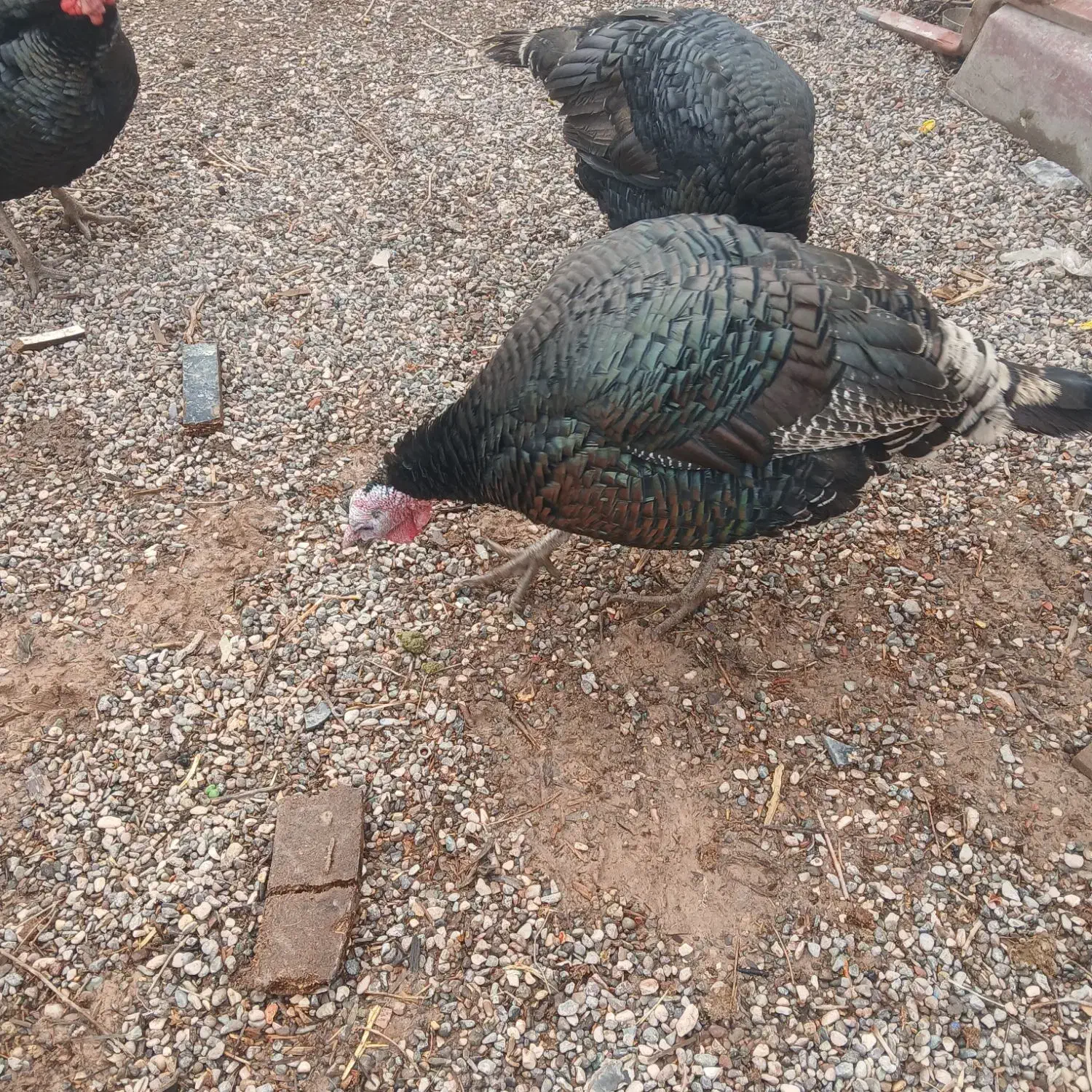 بوقلمون نر|حیوانات مزرعه|کرمان, |دیوار