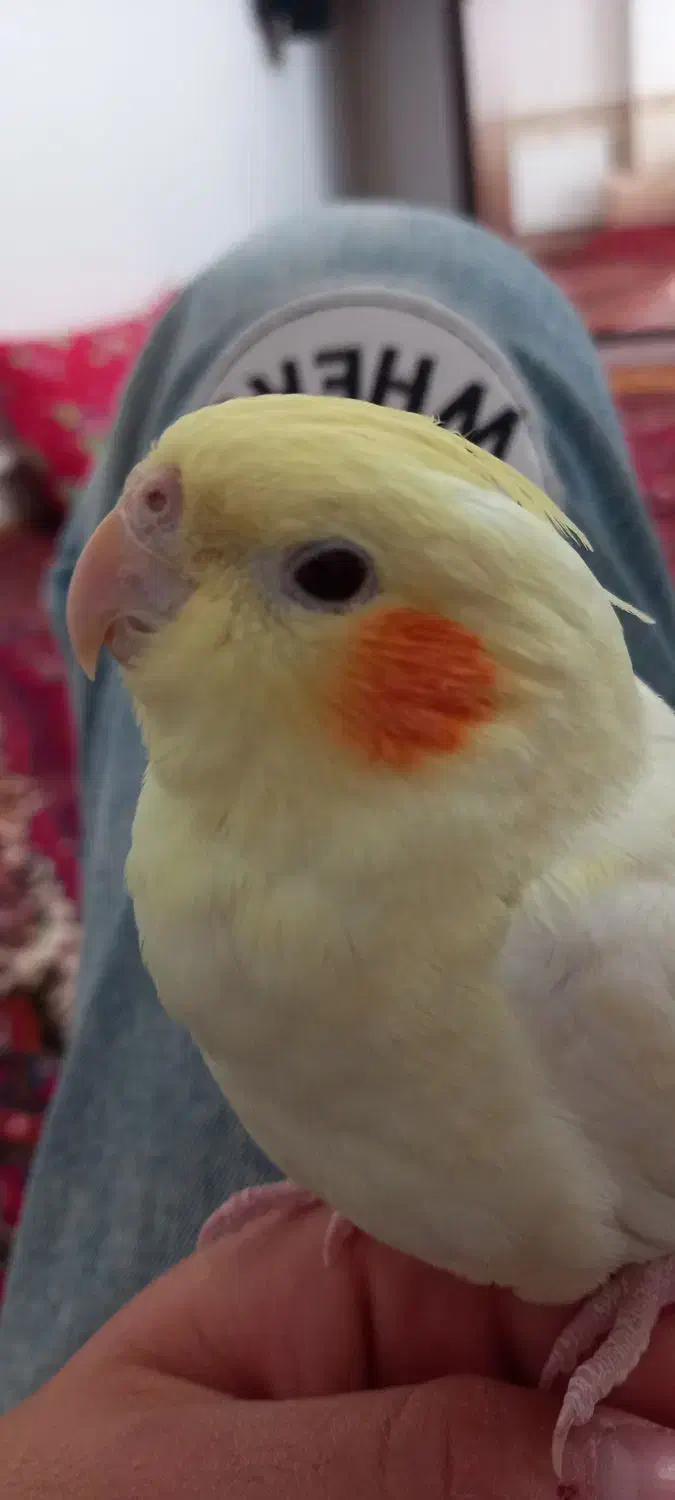 عروس هلندی فول اهلی|پرنده|مراغه, |دیوار