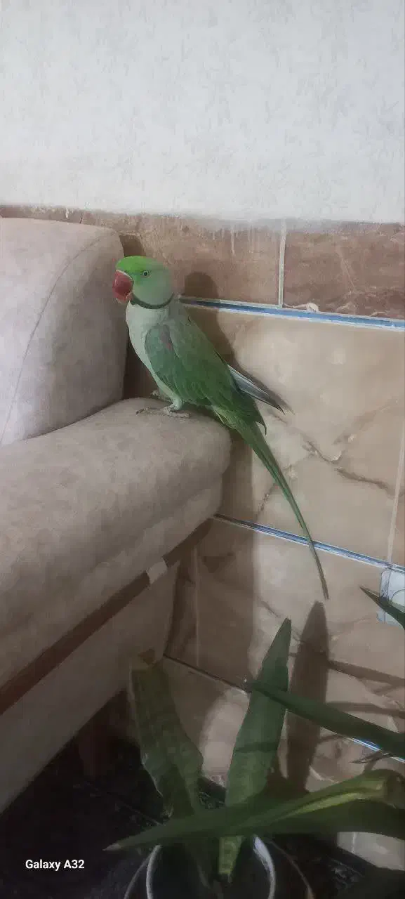 شاه طوطی|پرنده|بم, |دیوار