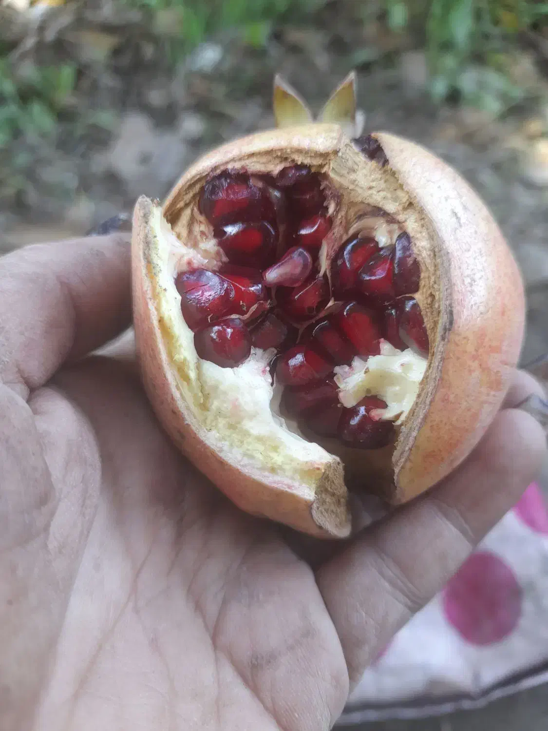 ناردونه|خوردنی و آشامیدنی|کوه چنار, |دیوار