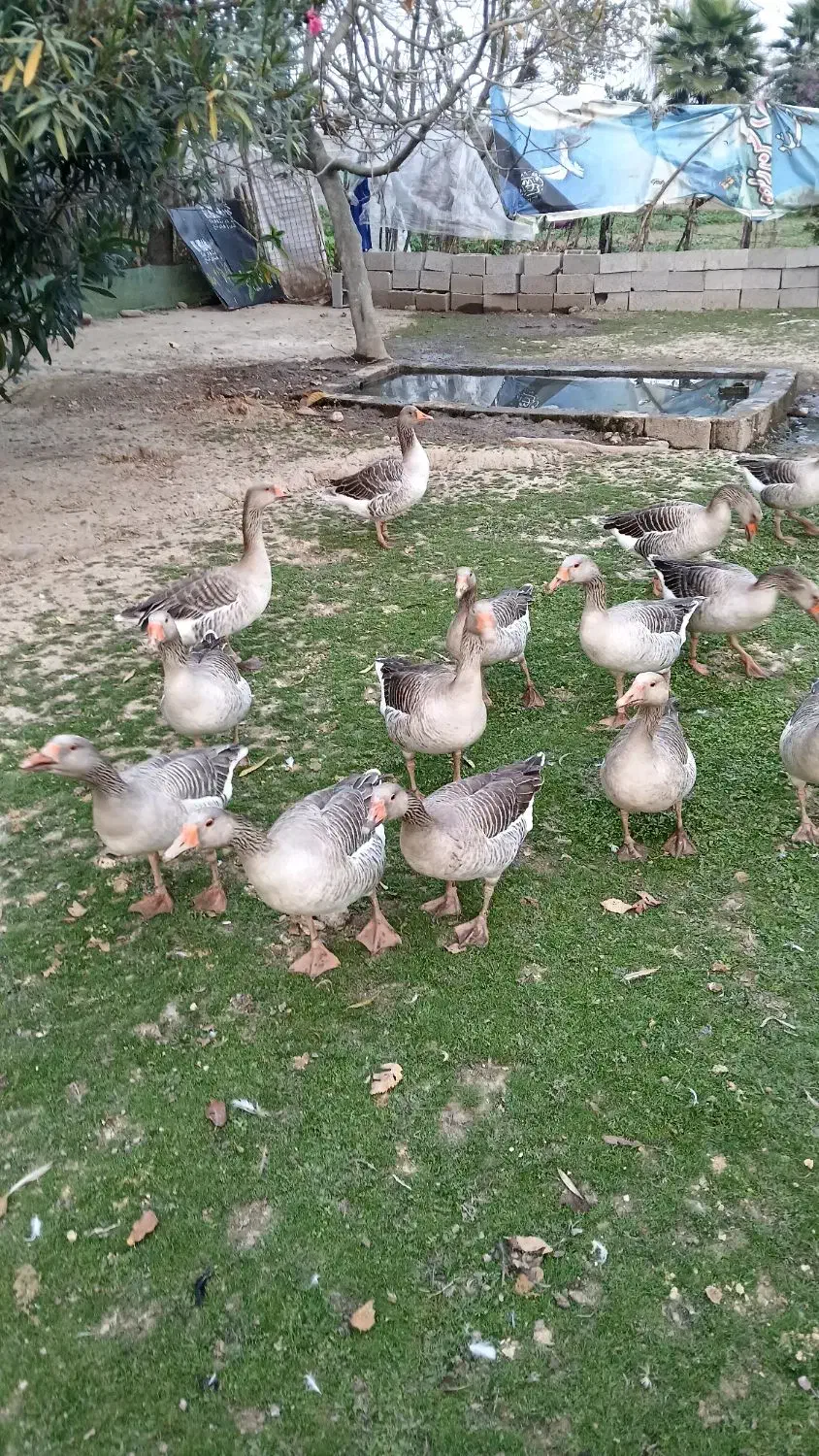 حیوانات|حیوانات مزرعه|فومن, |دیوار