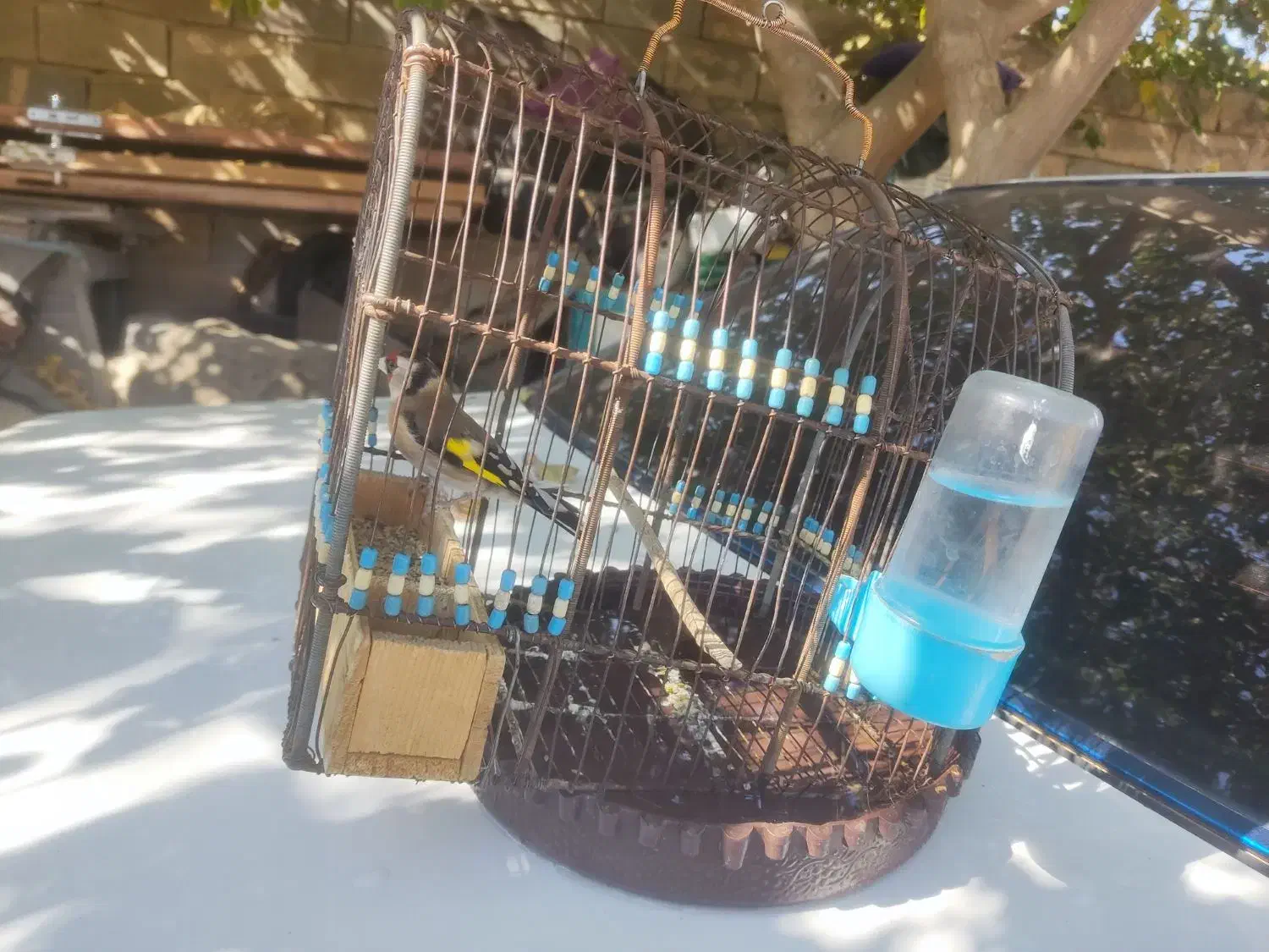 سهره دورگ سرسیاه|پرنده|جهرم, |دیوار