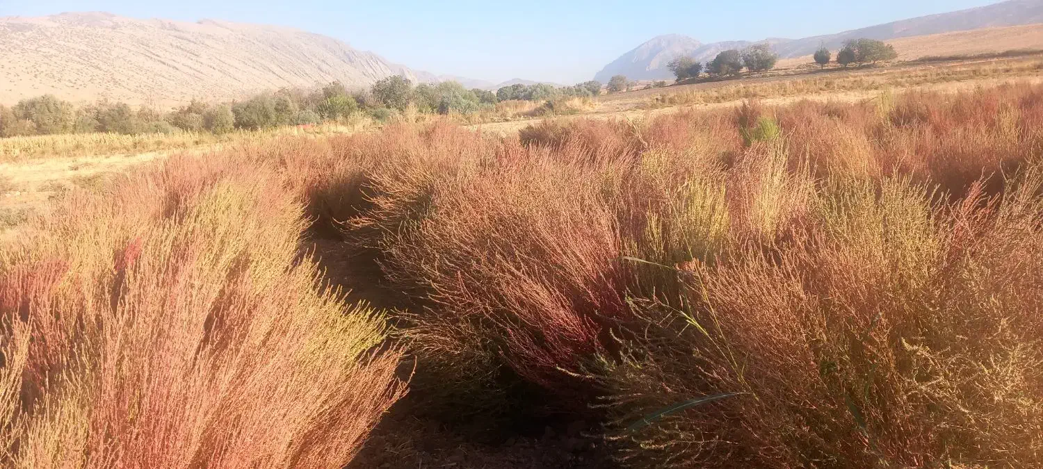 جارو|لوازم نظافت|اسلام‌‌آباد غرب, |دیوار