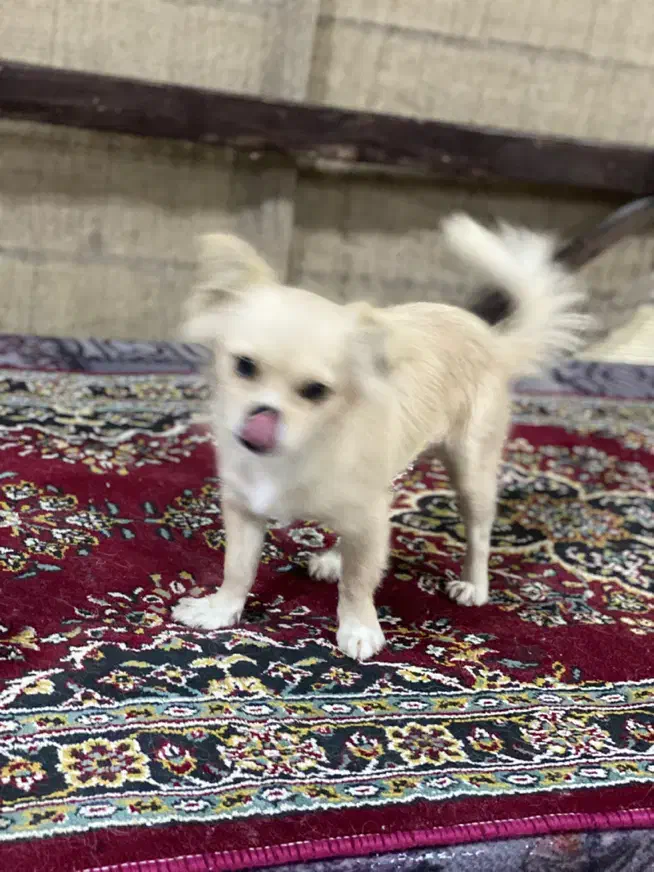 سگ پامرین|سگ|کرمانشاه, |دیوار