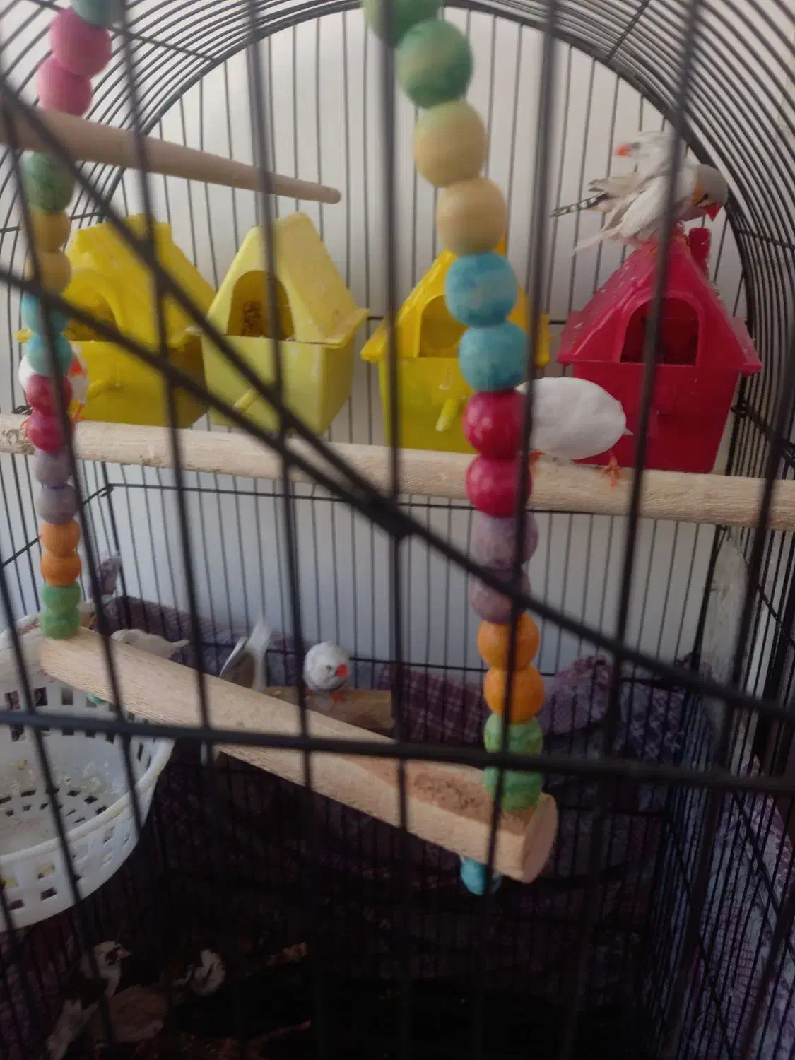 فنچ نروماده کینگ زبرا وبنگالی|پرنده|ری, سیزده آبان|دیوار