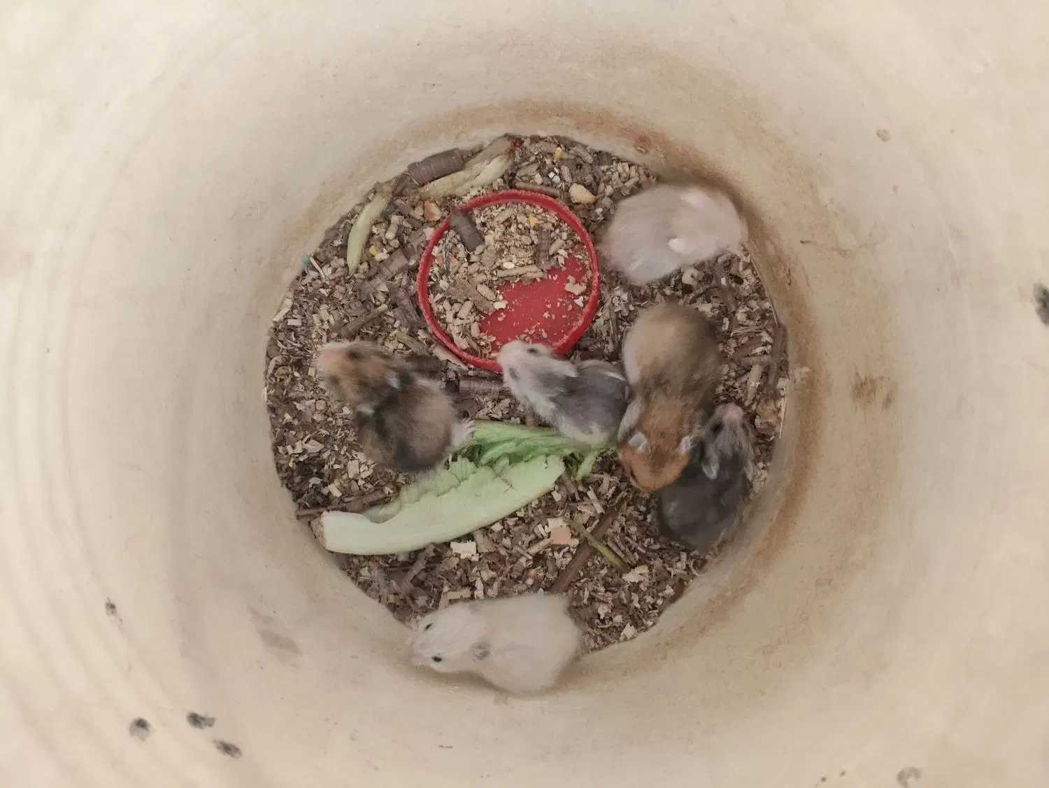 همستر کوچک|موش و خرگوش|یزد, |دیوار