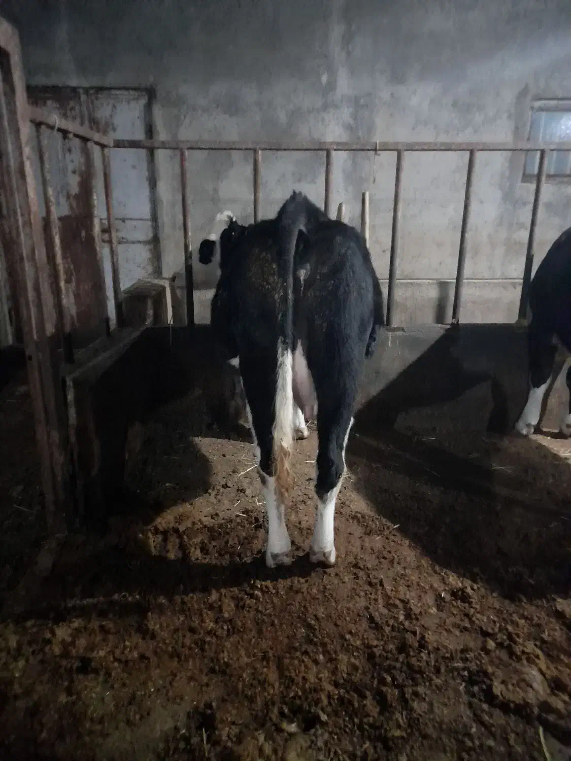 تلیسه آبستن مونت بیلیارد بیست روز تا زایمان|حیوانات مزرعه|سراب, |دیوار