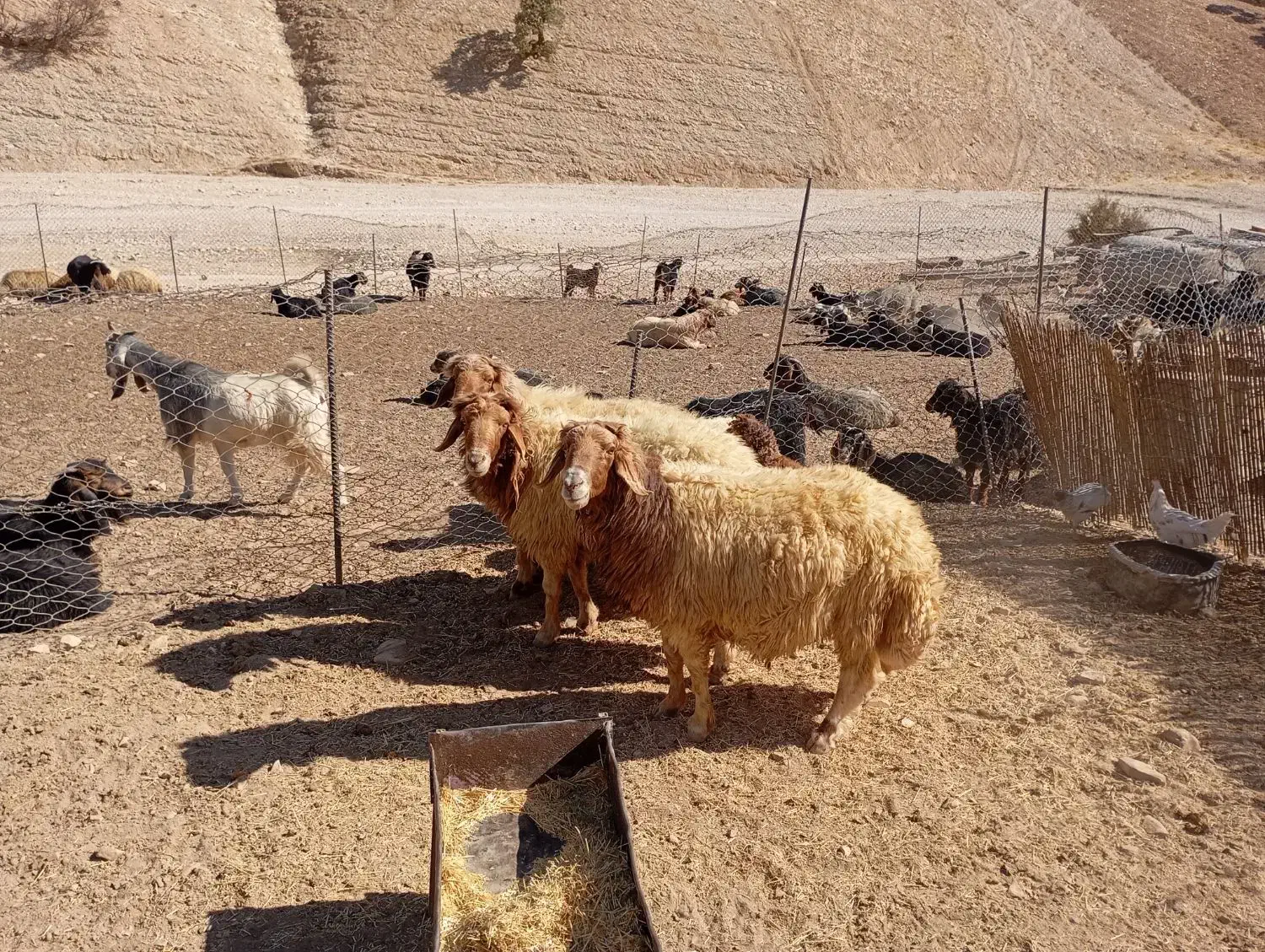 فروش ۳عدد ورن|حیوانات مزرعه|سیوان, |دیوار