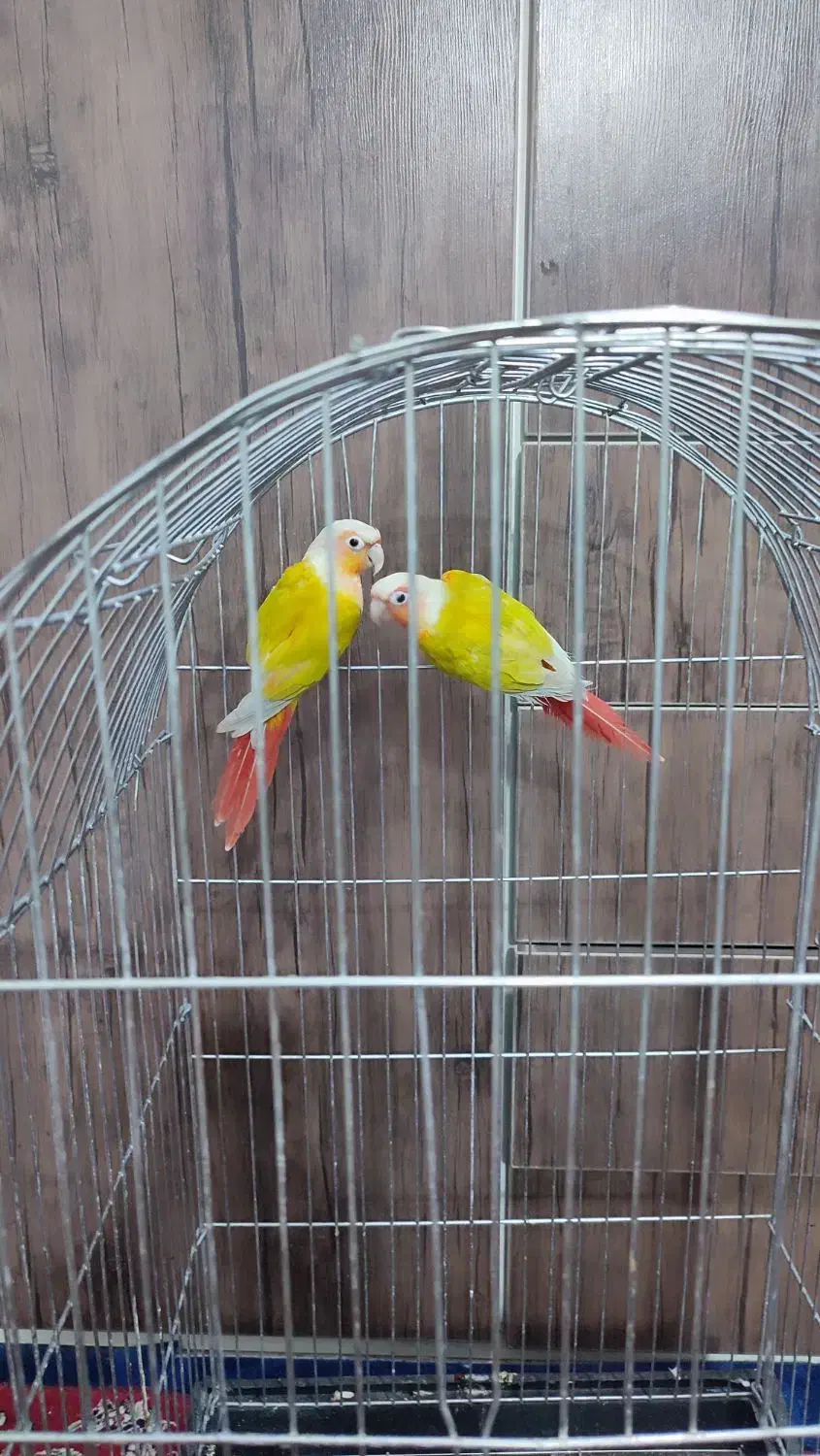 گرینچیک ردچیک|پرنده|کرج, محمد آباد|دیوار