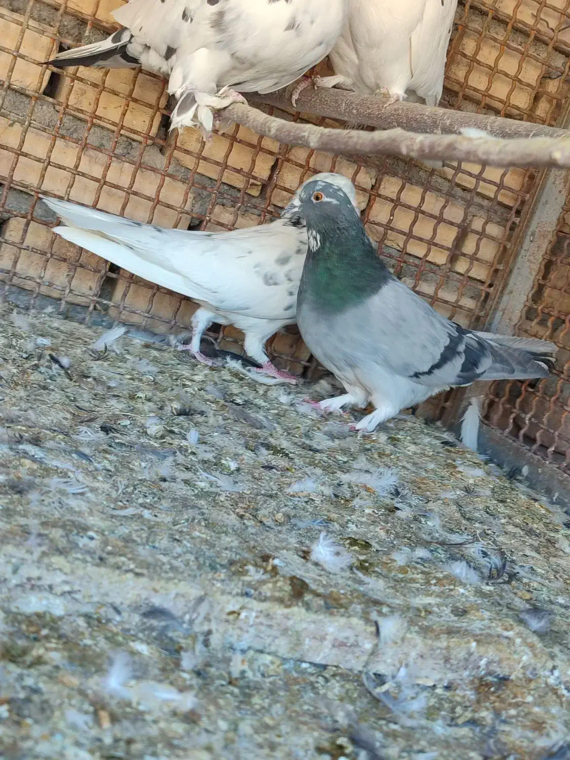 کبوتر|پرنده|سامان, |دیوار