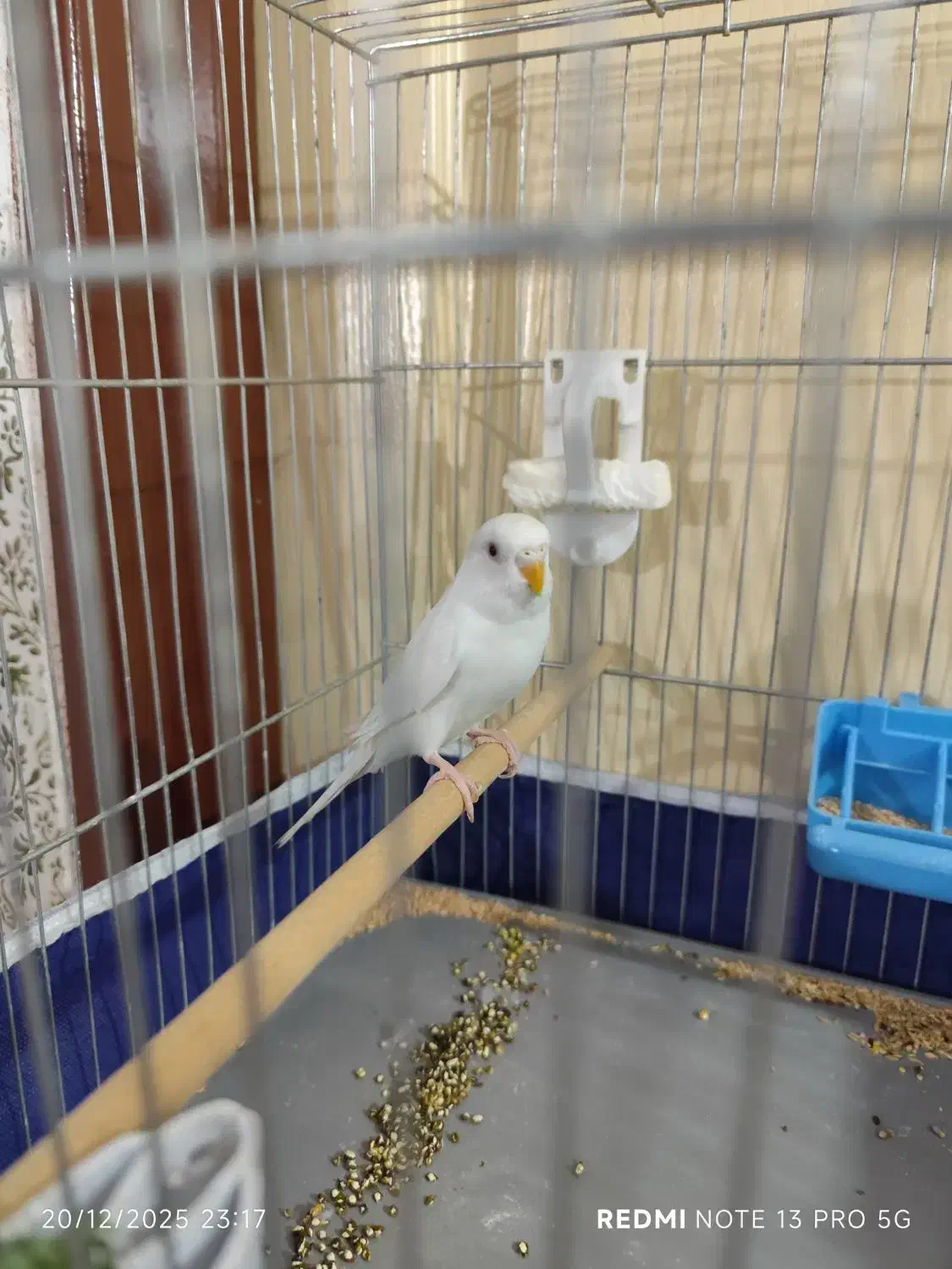 مرغ عشق|پرنده|نظرآباد, مسکن مهر نظرآباد|دیوار