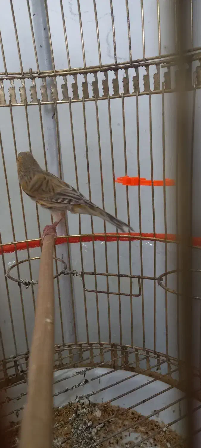 قناری نر بخون|پرنده|قوچان, |دیوار