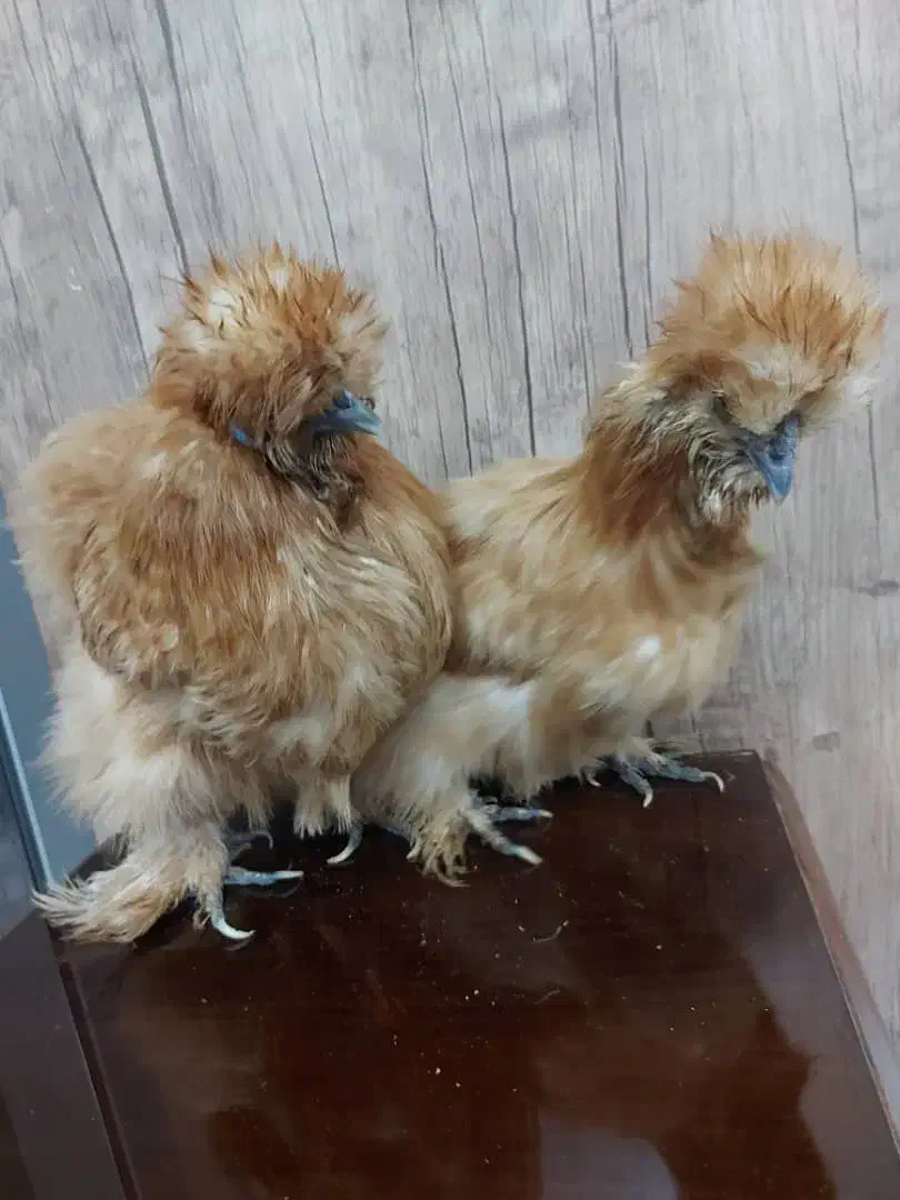 فروش مولد مرغ ابریشمی|حیوانات مزرعه|نسیم‌شهر, |دیوار