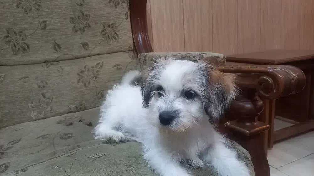 سگ شیتزو تریر ماده(لوسی)|سگ|کرج, برغان|دیوار