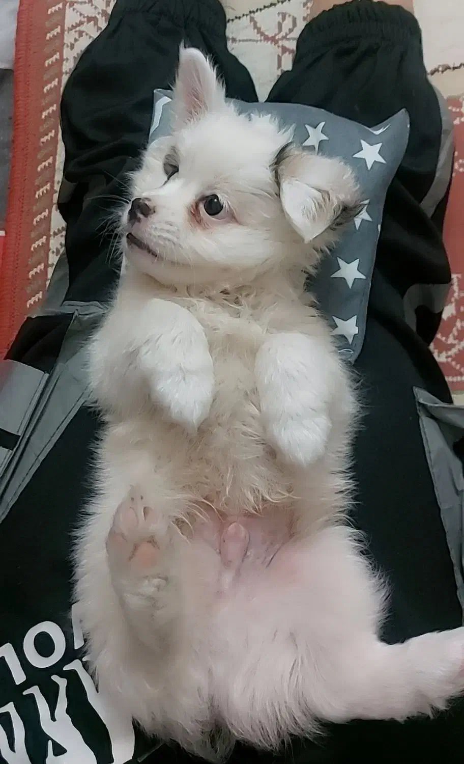 سگ عروسکی|سگ|قم, پردیسان|دیوار