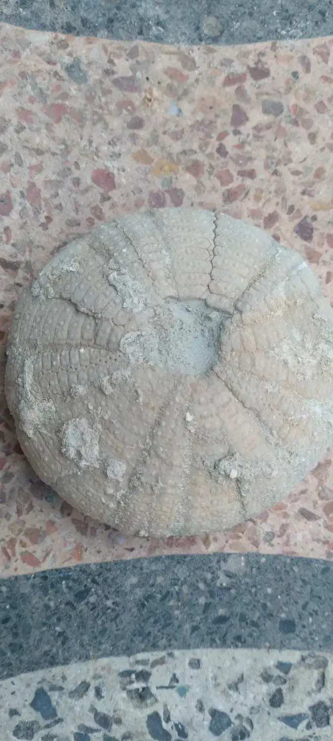 فسیل|کلکسیون اشیاء عتیقه|بوشهر, |دیوار