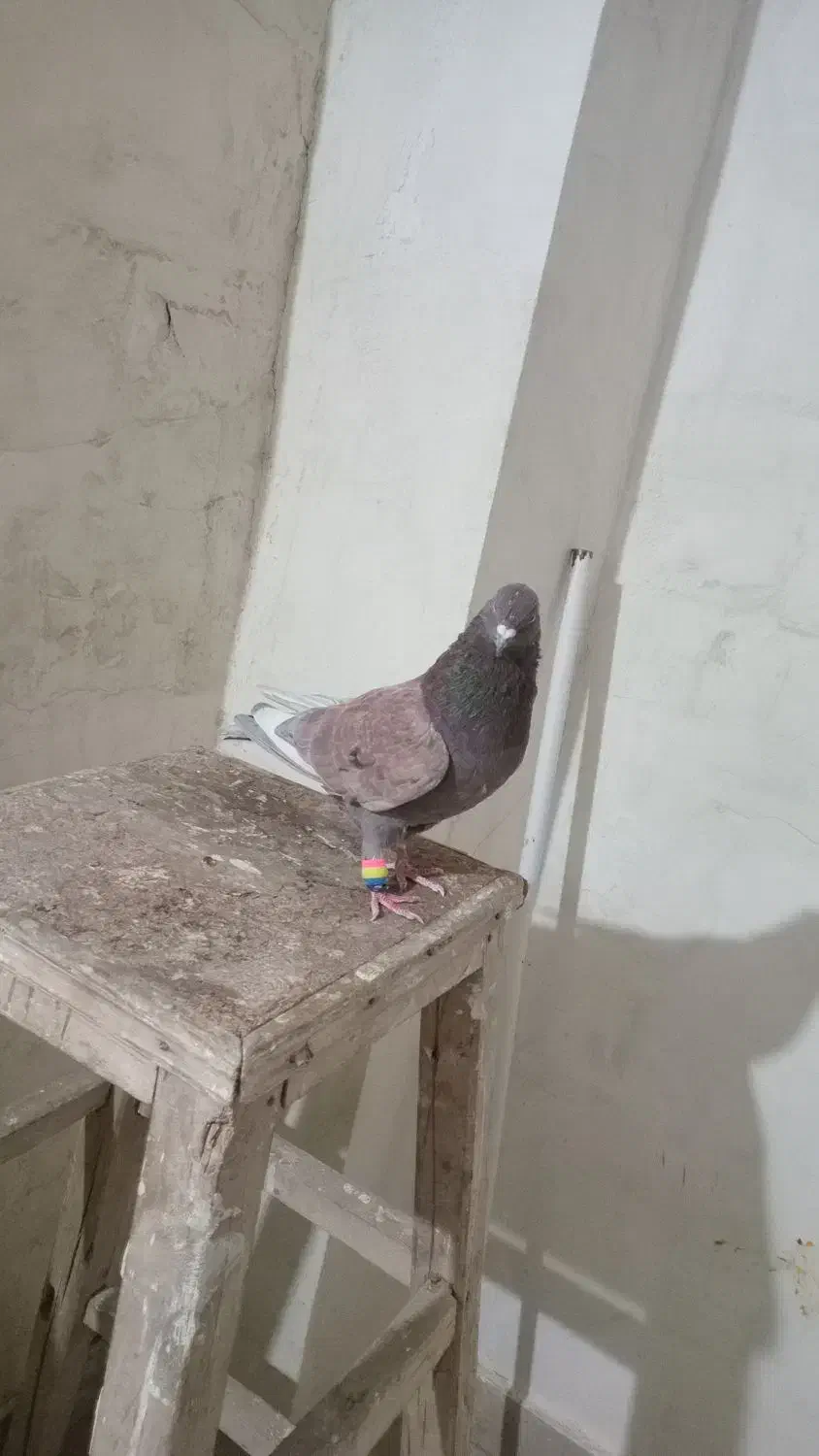 کبوتر|پرنده|بروجرد, |دیوار