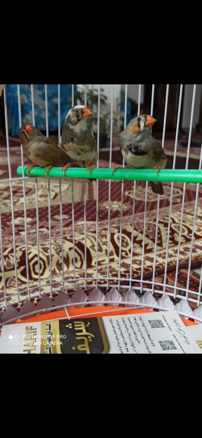 فنج مولد معاوضه|پرنده|تبریز, |دیوار