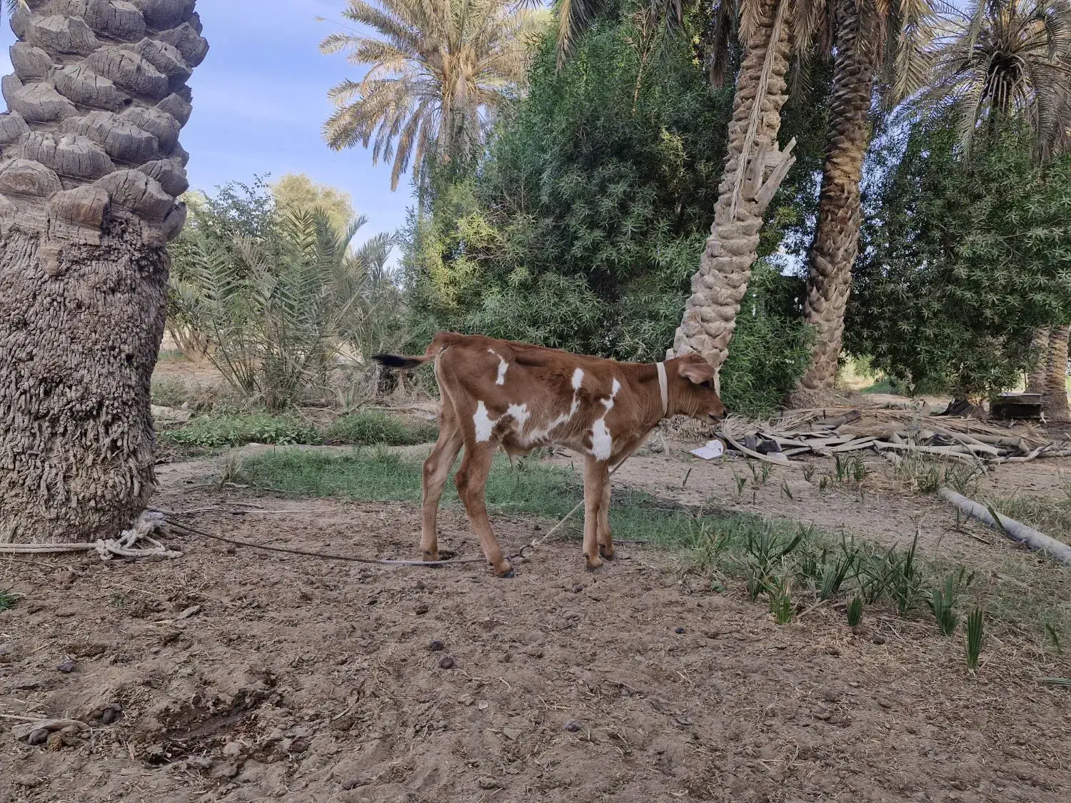 گاو جرسی با گوساله نر|حیوانات مزرعه|بندرعباس, |دیوار