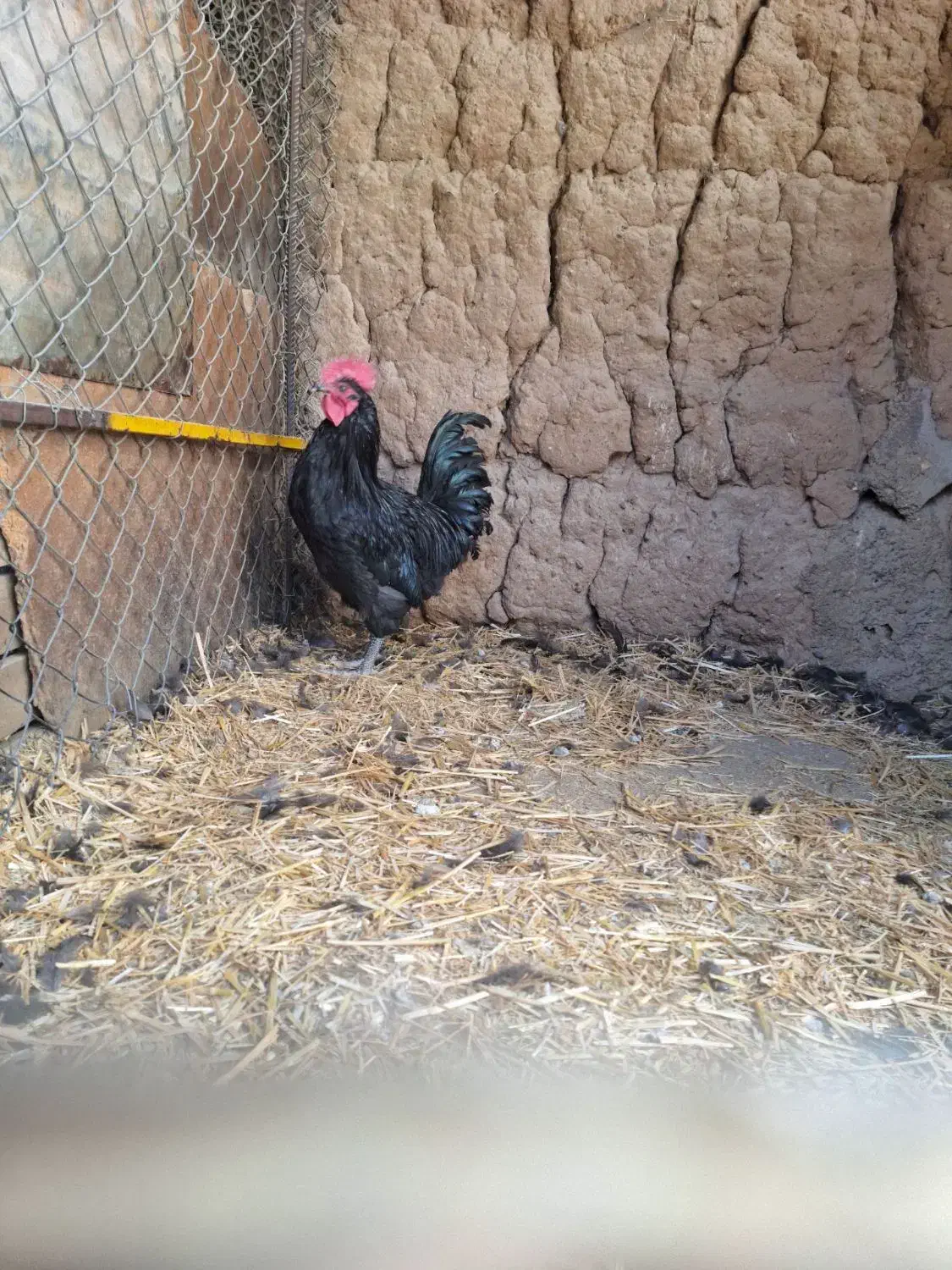 خروس استرالوپ سیاه|حیوانات مزرعه|قزوین, |دیوار