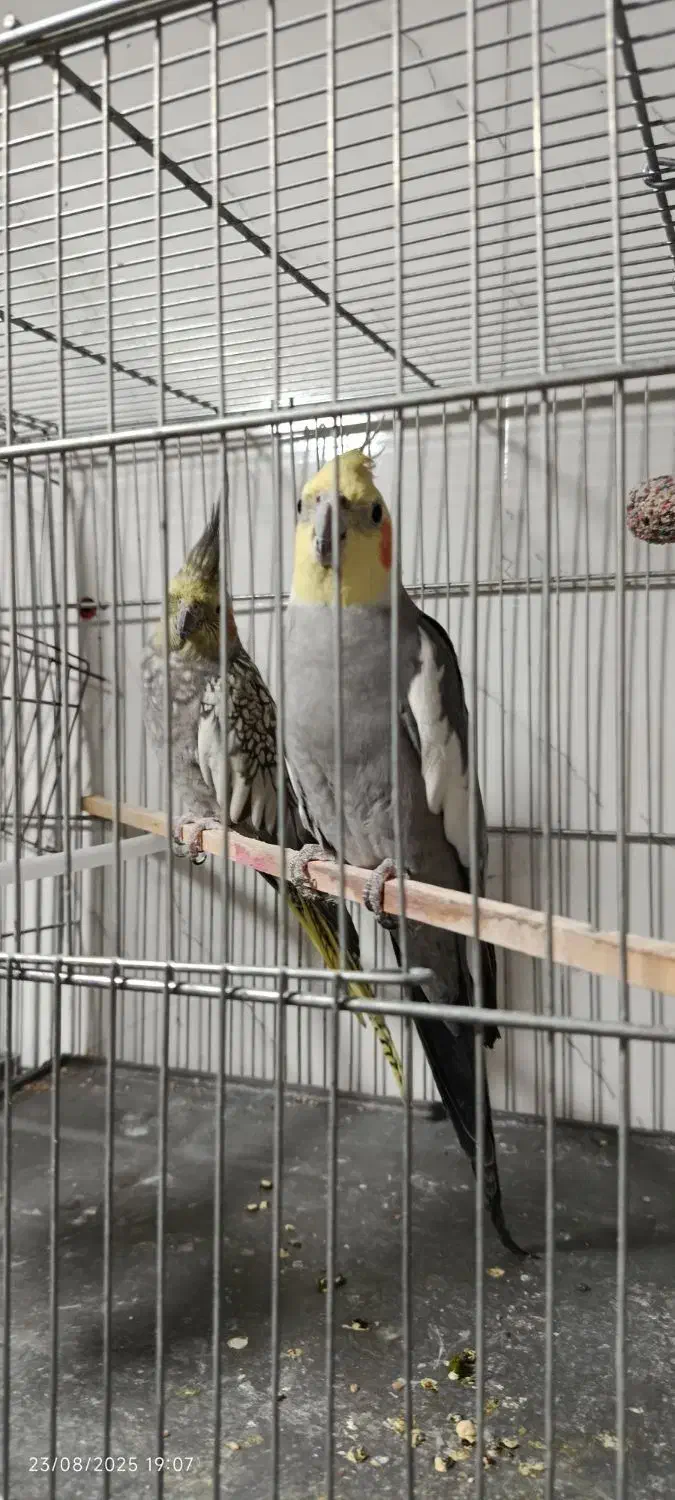 عروس هلندی مولد|پرنده|خرمدره, |دیوار