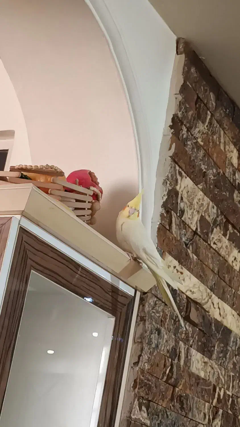 طوطی عروس هلندی لوتینو|پرنده|ارومیه, |دیوار